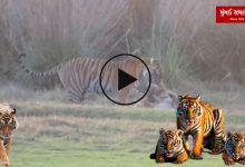 Ma to ma hoti hai! A video of a tiger and her cub in Ranthambore National Park has gone viral
