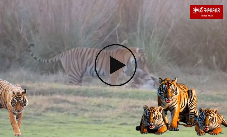 Ma to ma hoti hai! A video of a tiger and her cub in Ranthambore National Park has gone viral