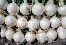 Farmers of Maharashtra reacted to the approval of white onion export from Gujarat