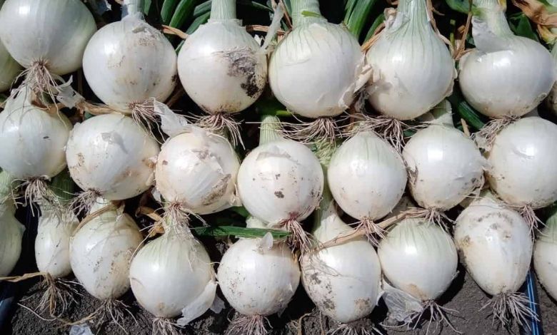 Farmers of Maharashtra reacted to the approval of white onion export from Gujarat
