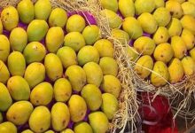 Entry of saffron mangoes in Talala APMC, prices skyrocket due to low production