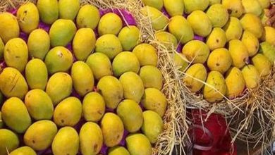 Entry of saffron mangoes in Talala APMC, prices skyrocket due to low production