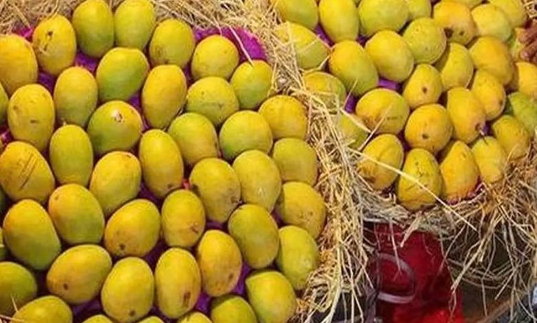 Entry of saffron mangoes in Talala APMC, prices skyrocket due to low production