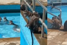 'Monkey Masti' in Borivali's swimming pool