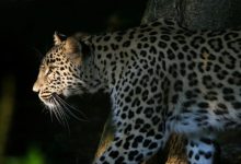 Six forest department personnel, three villagers injured in leopard attack in Nashik
