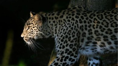 Six forest department personnel, three villagers injured in leopard attack in Nashik