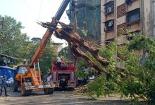 Four injured in falling tree in Thane