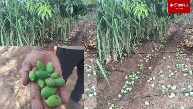 Unseasonal rains cause damage to saffron mango farmers