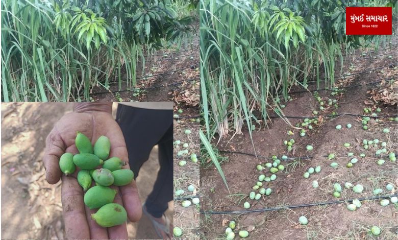 Unseasonal rains cause damage to saffron mango farmers