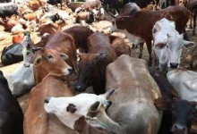 With cow slaughter in Uttar Pradesh The involved accused was caught in Mumbra