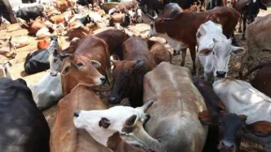 With cow slaughter in Uttar Pradesh The involved accused was caught in Mumbra