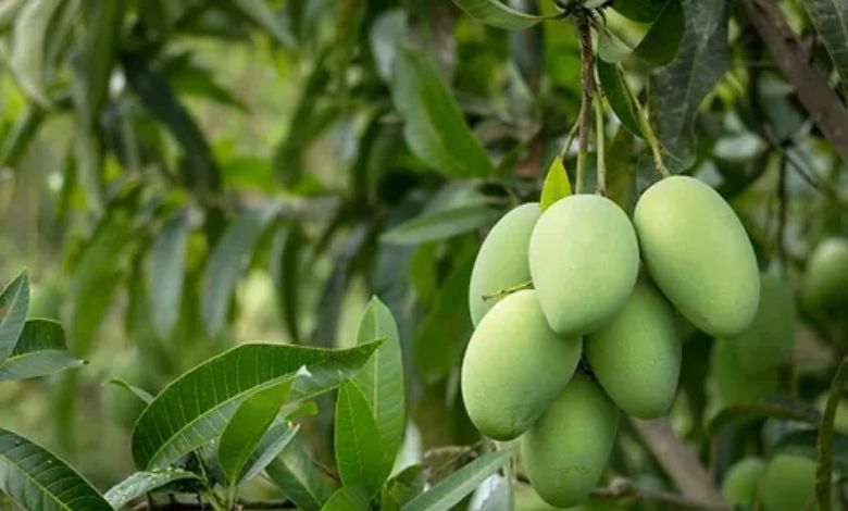 Kesar Mangoes: By the end of May you will get to eat cheap and plentiful saffron mangoes