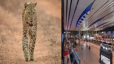 leopard-wander -into-rajiv-gandhi-international-airport-in-hyderabad