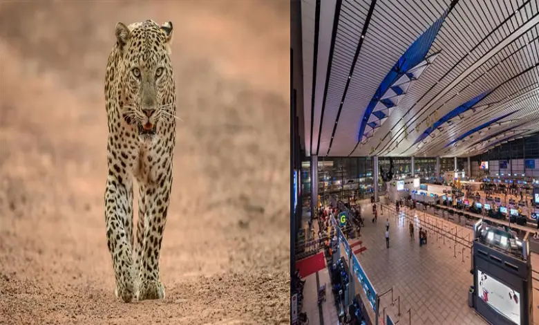 leopard-wander -into-rajiv-gandhi-international-airport-in-hyderabad