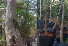 BMC will plant 10 new baobab trees