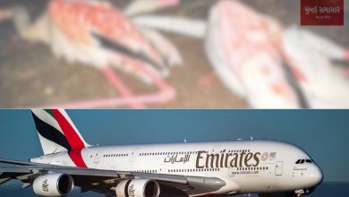 36 flamingos killed in Emirates flight crash