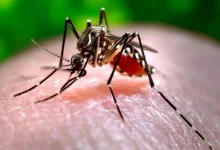 Zika virus outbreak in Maharashtra, two cases in Pune
