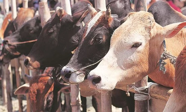 farmers can earn income by selling cow urine