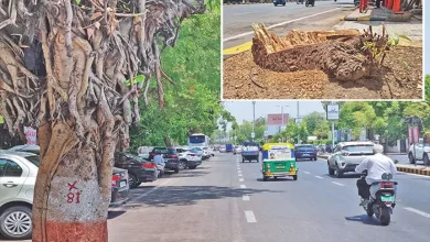 Development or destruction? 80 trees will be felled to build a bridge at Panjarapol Junction in Ahmedabad