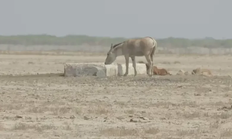 Gujarat Forest Department on Ghudkharas inhabiting small deserts of Kutch