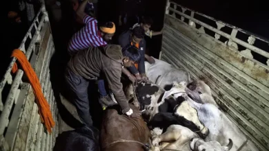 People carrying cows for slaughter attack police: three arrested