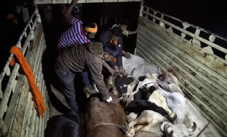 People carrying cows for slaughter attack police: three arrested