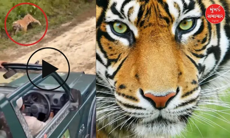 Tourists were busy taking videos and spotted tigers and then...