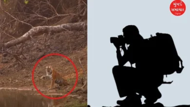Tourists were enjoying Tiger Safari and suddenly the tiger did something like…