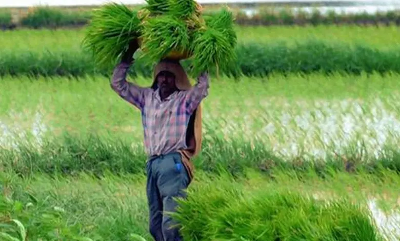 Uncertainty of rains 18 percent fall in Maharashtra's kharif crop