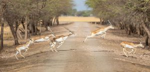 Gujrat Tourism: After Gir, the vacation of antelopes in Velavadar National Park also from date