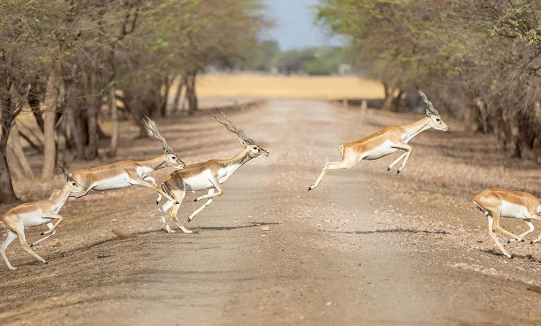 Gujrat Tourism: After Gir, the vacation of antelopes in Velavadar National Park also from date