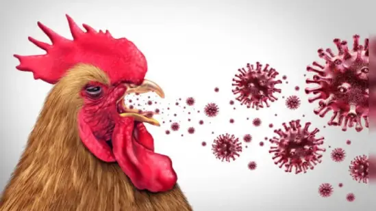H9N2 bird flu case in India