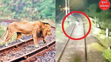 Lions saved: 13 lions' lives were saved in two months due to the vigilance of locopilots