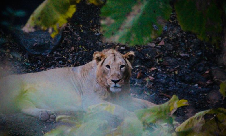 Tourism: Lions will go on vacation from this date, Sasan Gir is closed