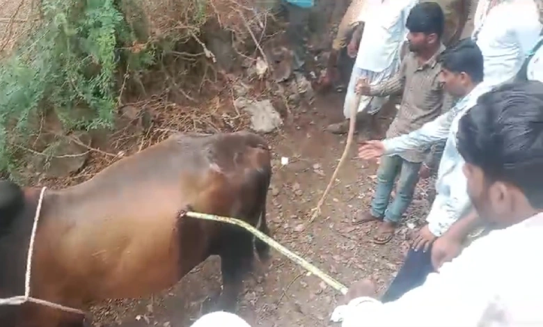 bhavnagar bull speared operation done