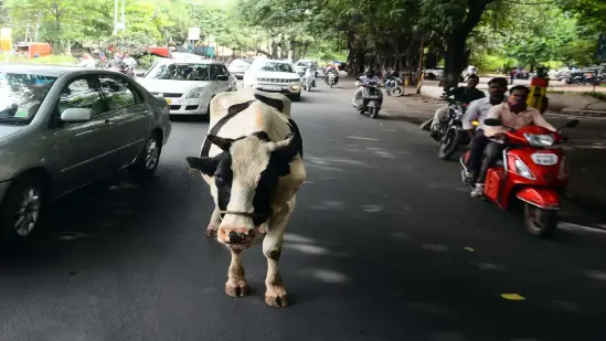 What will happen if the problem of stray cattle is not resolved?