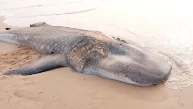 A 100-foot-long dead whale washed up on the coast of Arnala