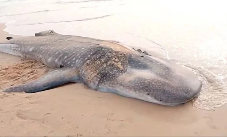 A 100-foot-long dead whale washed up on the coast of Arnala