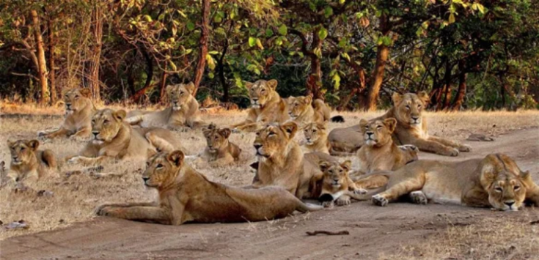 Tourism: So many tourists came to see Lions in Gir