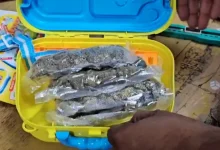 Hybrid marijuana seized in toys and lunch boxes from Ahmedabad
