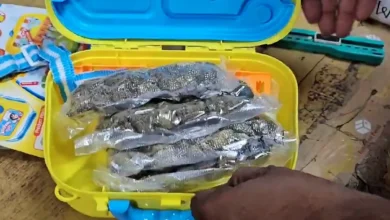 Hybrid marijuana seized in toys and lunch boxes from Ahmedabad