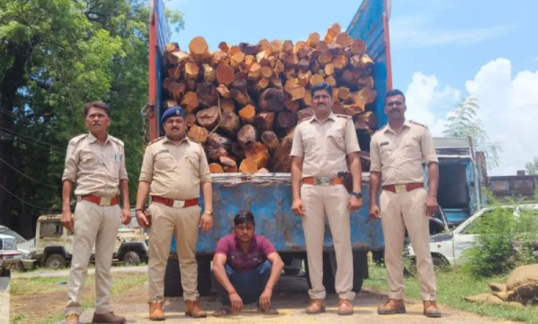 The years-long timber theft scam has now been caught, so what was going on until now?