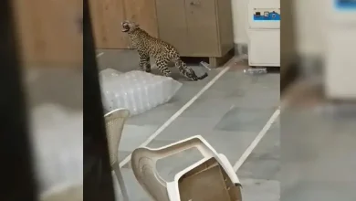 A leopard entered the laboratory of Junagadh Agricultural University