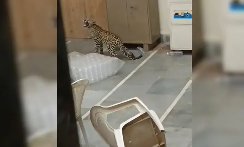 A leopard entered the laboratory of Junagadh Agricultural University