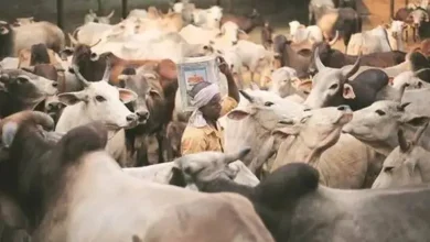 The mysterious death of 20 cattle in Borsad's Sarol in 13 days has caused concern among the herdsmen