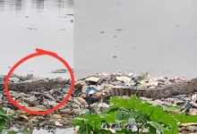 crocodile spotted in mithi river near BKC