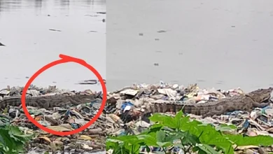 crocodile spotted in mithi river near BKC