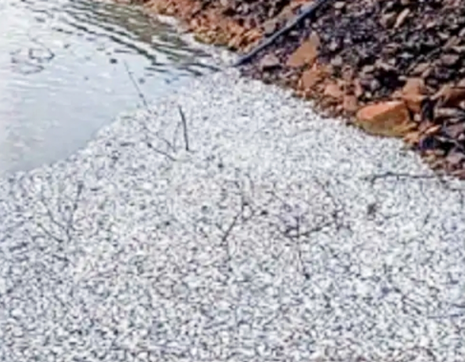 Why are fish dying: The incident of Raparna Dam is thought provoking