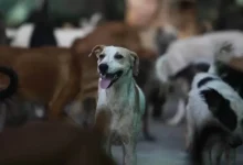 Controversy over selling dog meat in the name of mutton in Bengaluru