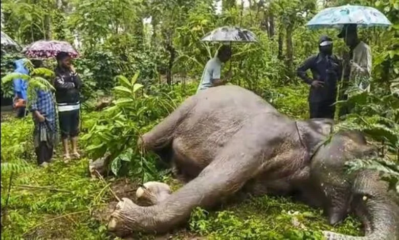 20-year-old giant elephant found dead in Karnataka Due to this